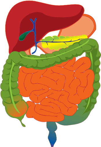 Unit 5: Gastrointestinal and Renal Systems