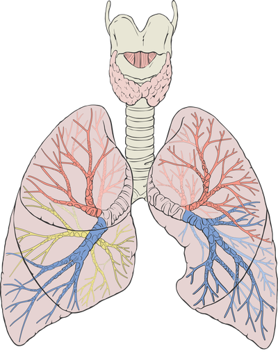 Unit 2: Respiratory System