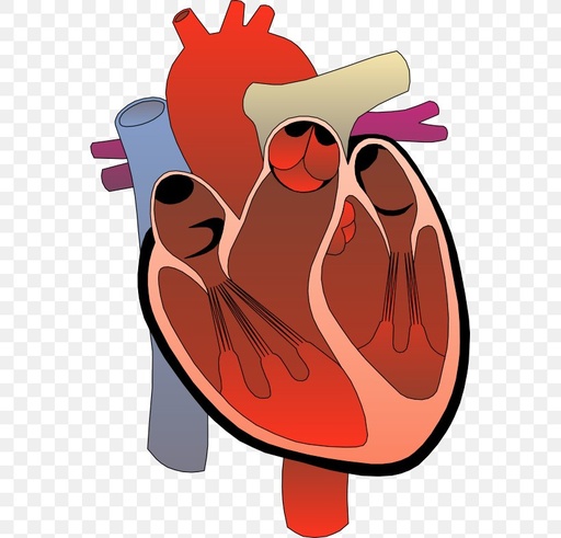 Unit 3: Cardiovascular System